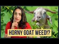 Is Horny Goat Weed Really Nature s Viagra for Rock-hard Erections Urologist Explains