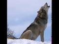 Download Lagu Wolf Howling Nature Sound - 늑대울음소리 Download Lagu Wolf Howling Nature Sound - 늑대울음소리