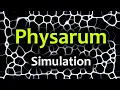 Slime Mold Simulation Experiments