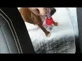 Champion Boxer Unique Flashy Red Fawn