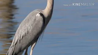 صوت الزرگي جديد لصيادين ارجو دعمكم بالاشتراك بالقن 