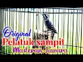 Download Lagu Rajanya pelatuk sampit beras Gacor ‼