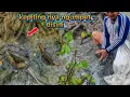 Lagu beruru kepiting bakau di alam liar