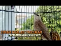 Download Lagu Trucuk BETINA memanggil Jantan Suara Birahi Ngecuplik 100% pancingan trucukan gacor agar BUNYI EMOSI