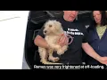 Terrified Puppy Mill Rescue Mini Schnauzer Receives Rehabilitation Finally a Forever Home