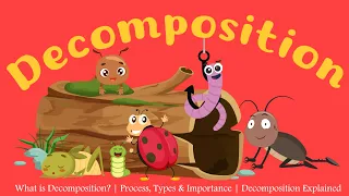 What is Decomposition Process Types Importance Decomposition Explained Learning Junction