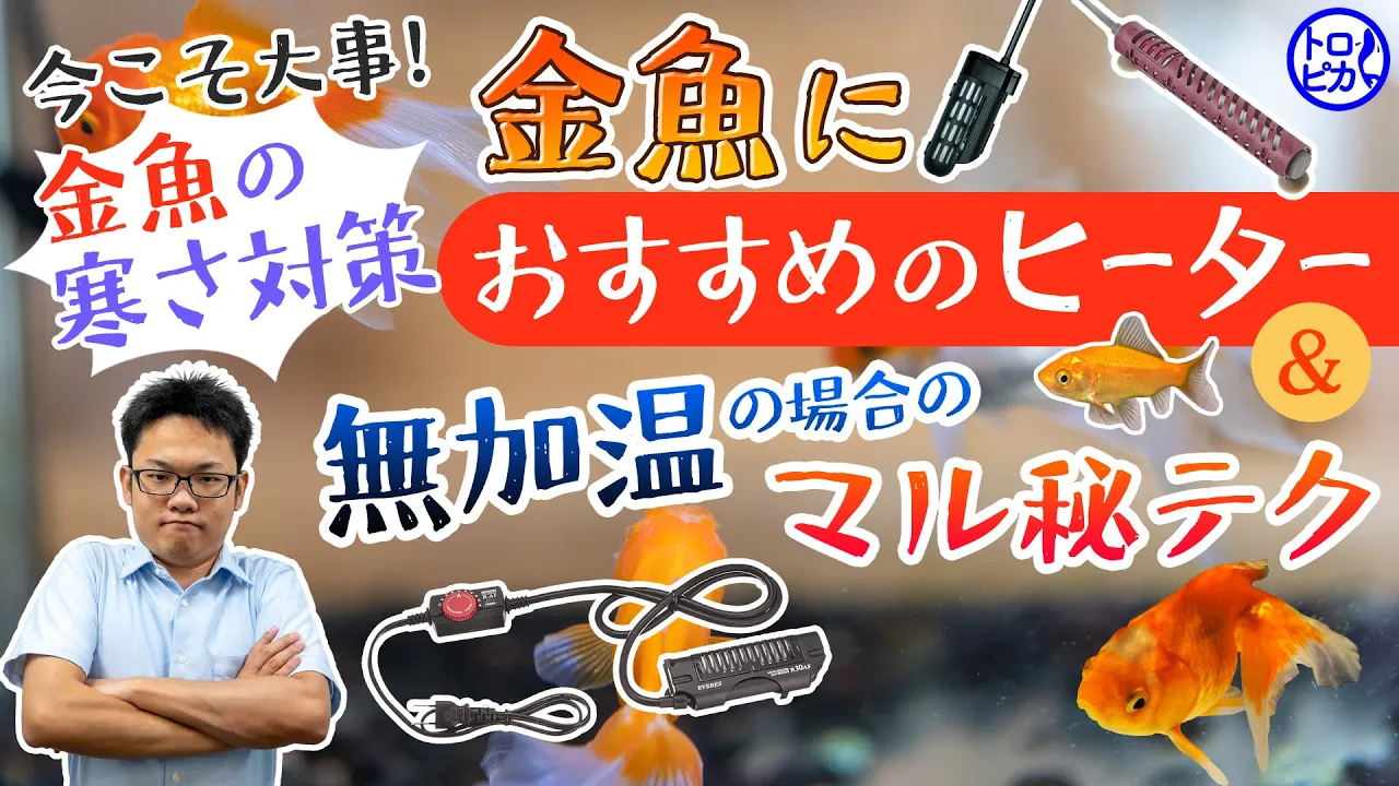 金魚の寒さ対策!おすすめヒーターと無加温で越冬させるポイント!