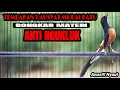 TEMBAKAN DAHSYAT MURAI BATU GACOR INI AMPUH MEMANCING EMOSI TARUNG AGAR BONGKAR ISIAN