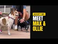 Meet Max Ollie Adoptable Rescue Dogs TLRD Virtual Adoption