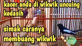 cara mengatasi jika sudah kerasukan wiwik anis makam suara uncuing kedasih tubbercat