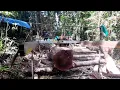 Lucas  Mill || TIMBER CUTTING || North Malaitala Solomon island 🇸🇧