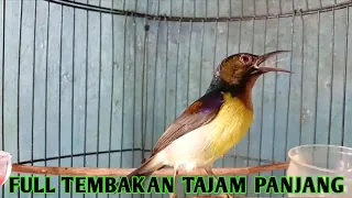 kolibri kelapa wiceh manggar korlap gacor full tembakan tajam panjang 