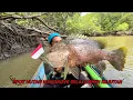 Download Lagu Masya Allah🤲🏻, Di Spot Hutan Bakau Ternyata Ada Monster Black Bass. #fishing 