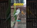 Download Lagu harga burung kenari f1 #videoshort