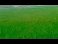 Download Lagu Khet Mein Dan Aya🌾🤷Nahi Hai Abitak