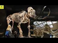 Scientific Research in the evolution of mammals research on mammals Study Guide by SMA