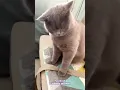 Lagu Doraemon No...😂🤣 #comedysuperstar #funny #animals #doremon @BollywoodHungama #cat #animal