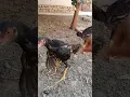 Download Lagu Dakan joʻjalarimiz #dakan #dakanlar #rooster