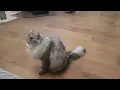 Siberian cat does back flips when instructed but it s perfectly cut