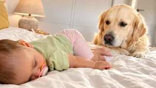 Golden Retriever Finds the Sleeping Baby — Sweetest Reaction