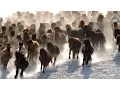 Video di Yann Arthus Bertrand y OMEGA presentan "Terra" 