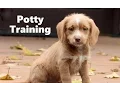 How To Potty Train A Poogle Puppy - Poogle House Training Tips