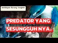 Download Lagu Rantai makanan burung tengkek di kehidupan alam?