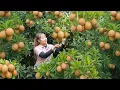 Download Lagu FULL VIDEO: 100 Day Harvesting Sapodilla, Lê Ki Ma, Ripe Plum Go To Market Sell | Hà Rural Life