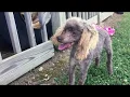 Sanctuary Carolina Poodle Rescue Documentary