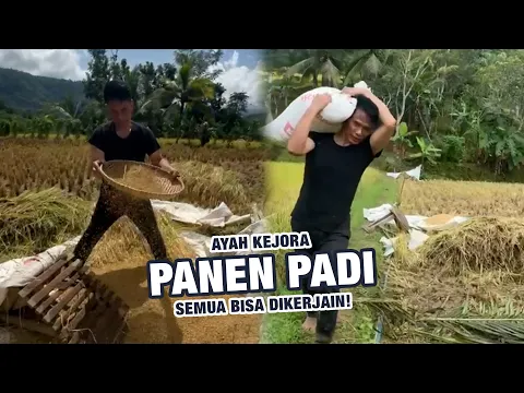 Download MP3 Ayah Kejora Panen Padi, Alhamdulillah!