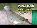 Lagu Suara Burung Puter Geni/Puter Lumut/Puter Deruk Jantang Manggung Gacor