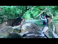 Download Lagu Traditional Fishing Skills - Single Mother Sets Traps That Catch Giant Fish and Turtles