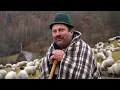 Lagu Povestea de viață a CIOBANULUI Brușu - APUSENI | FULGERAT de 3 ori | 60 de vaci mâncate de LUPI