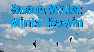 Download Suara Walet Minta Kawin 🤣 MP3