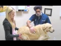 Dewitt Park Animal Hospital