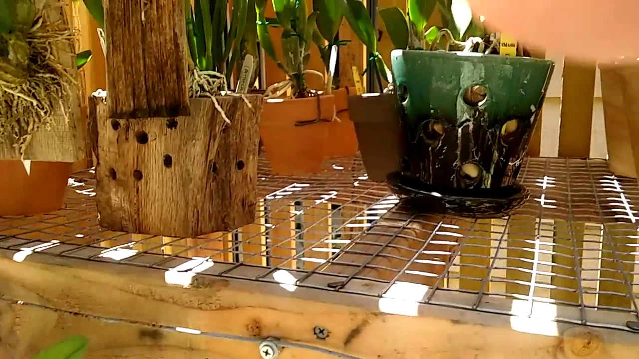 DEFLASKED ORCHIDS UPDATE, BRASSAVOLA AND CATTLEYA PT 1