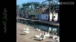 احمد عادل ولا بيت ابوى ولا أرضو يتباعو للاغراب دندنها