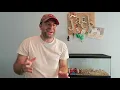 Midwest Arcade Hamster Review for Teddy Bear Syrian Hamster Vs Basic 20 Gallon Aquarium