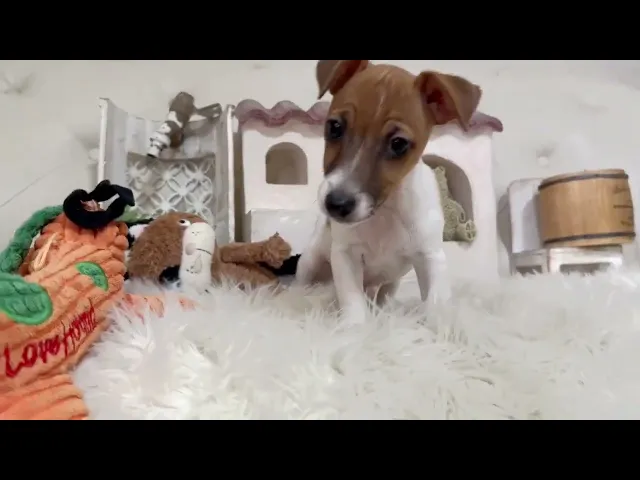 動画
