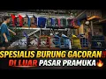 Lagu TERNYATA DISINI ‼️ JUAL BURUNG GACORAN MEWAH DI LUAR PASAR PRAMUKA