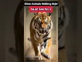 Download Lagu Tiger 🐅 vs Lion 🦁 vs Duck 🦆 | Sigma Walk Attitude 😎🔥 #shorts