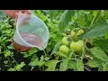 Download Lagu Vernieuw uw tomaten - redding van ziektes - dit is een geweldige oplossing!