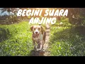 Suara Anjing Mengonggong