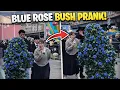 Lagu Bushman prank: THIS BUSH IS NOT NORMAL 😱