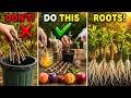 Don t Throw Away These Branches Root Peach Plum Cherry Apricot Apple Cuttings in Just 3 Steps