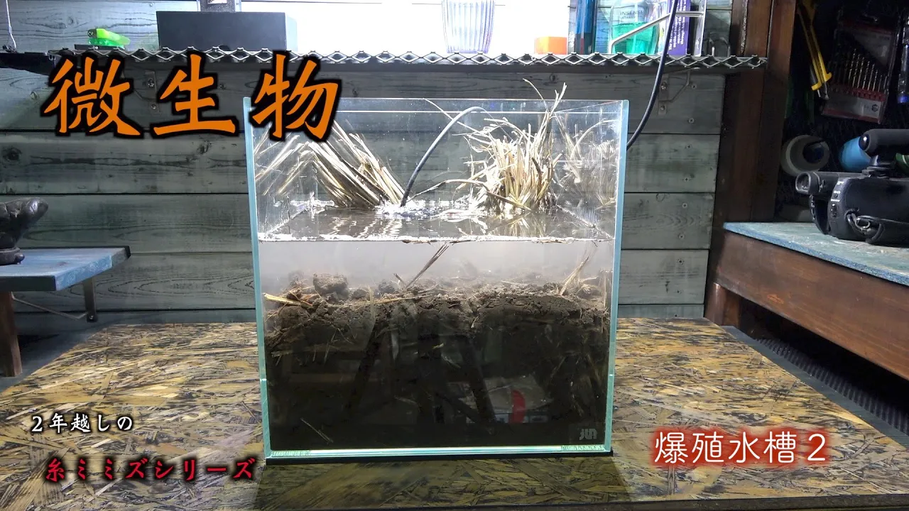 イトミミズ爆殖水槽2 再チャレンジ 微生物シリーズ