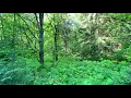 Morning singing of forest birds. 12 hours of nature sound for sleep and relaxation.