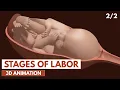 Download Lagu Stages of Labor | 3D Animation (2/2)