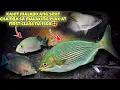 Download Lagu eps.376 MALABO NA SPOT CHAMBA SA MALAKING ELAK AT FIRST CLASS NA ISDA #fishing #seafood #fish #viral