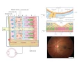Basics of the retina